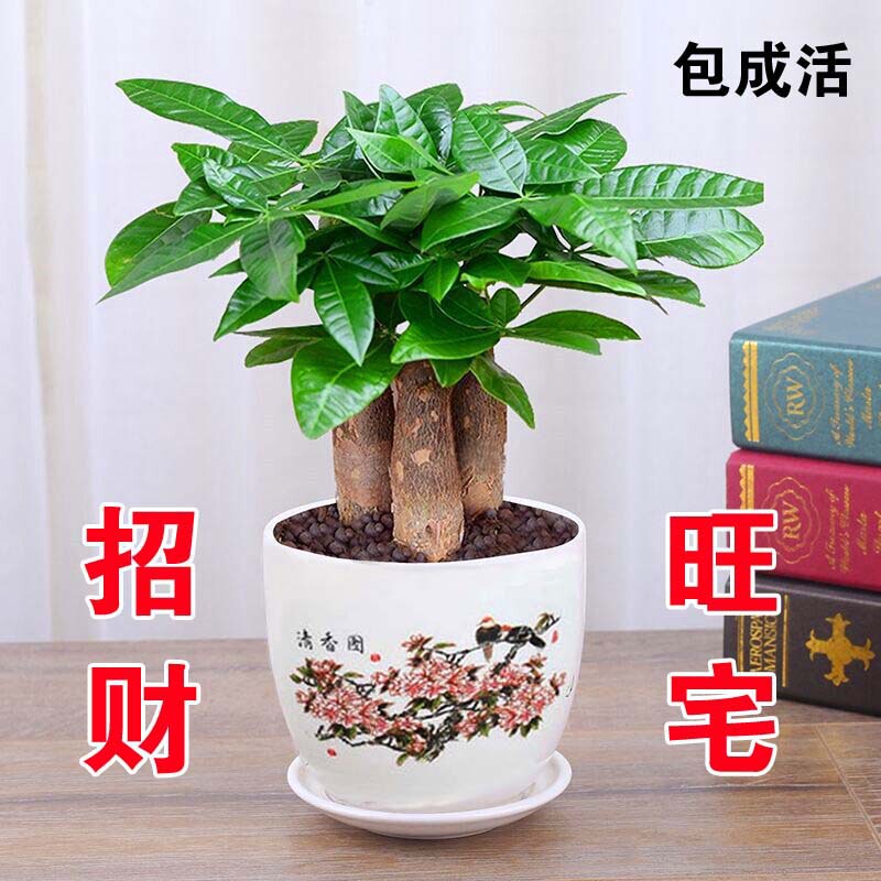 Money Tree, a Fortune-Attracting Plant, Small Potted Green Plant That Doesn'T Require Sunlight, Suitable for Placing in the Bedroom, with a Large, Thick Stem