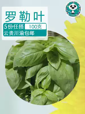 Basil leaf spices fresh basil leaves 100g sweet basil