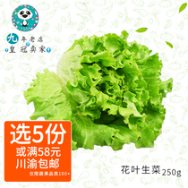 Hearse Freeze Gourmet Vegetables Fresh Flowers Leafy Raw Vegetables Rosa Green Raw Lace Raw Vegetable Salad Vegetables 250 gr