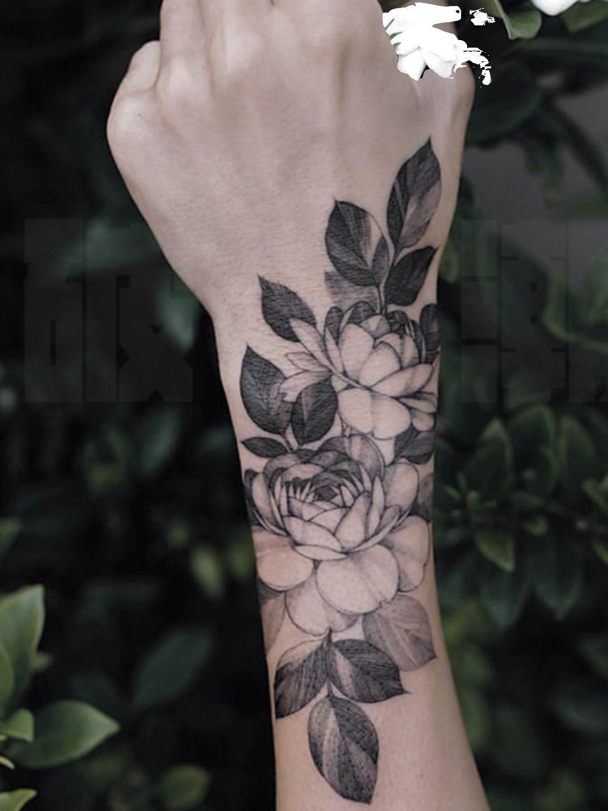 白玫瑰真的超美🥹, image size:1200x1600