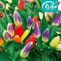 Красный арбуз