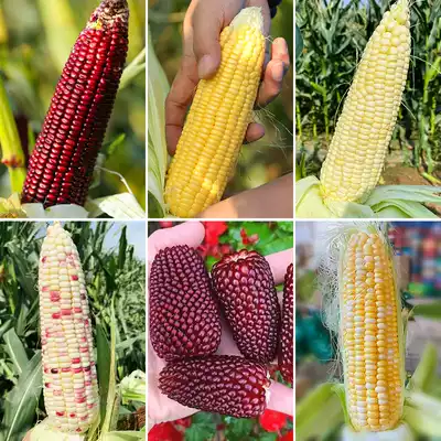 Super Sweet Fruit Corn Seed Sweet Corn Seed Daquan Seed Sticky Fragrance Black Four Seasons Sweet Nutite White Black Nuo