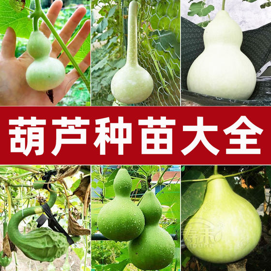 Extra large giant gourd seeds, hand-twisted seeds, large seedlings, special small seedlings, potted plants, cultural toys, small gourd seeds