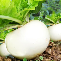 Extra-large spring not old radish seed seed seed full Four Seasons vegetable seed seed sweet round white rock sugar fruit vegetable seed