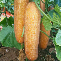 Northeast old cucumber seeds seeds seedlings balconies Four Seasons vegetable seedlings dry spring vegetable seedlings autumn