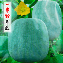 A string of bells small winter melon seeds winter melon seeds vegetables Four Seasons balcony mini pot planting spring East melon