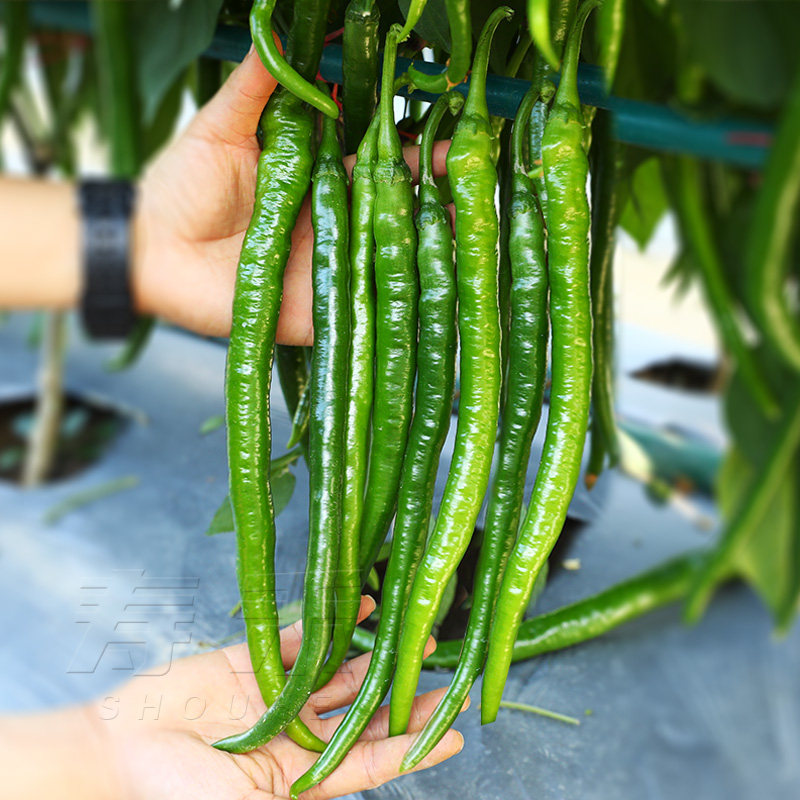 Line pepper seed seedling pepper seed seedling seedling spring vegetable seedling seedling southern species Hunan two vitex vegetable seedling line