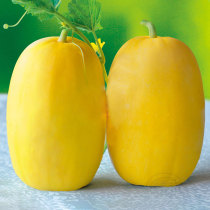 Provincial Labor 108 melon seeds thin-skinned yellow-skinned seeds free of pruning old varieties of melon seeds melons melon seeds melon seeds