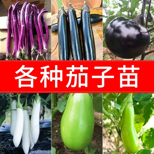 Весенняя рассада овощей, маленькая рассада томатов, четырехсезонная рассада риса, баклажанов, перца, арбуза, огурца, весна, юг