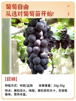 1 горшок саженца винограда Кёхо