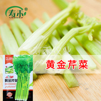Celery king Celery seeds American Celery glass crispy Celery balcony Winter four seasons seeds Relict yellow heart vegetable seeds