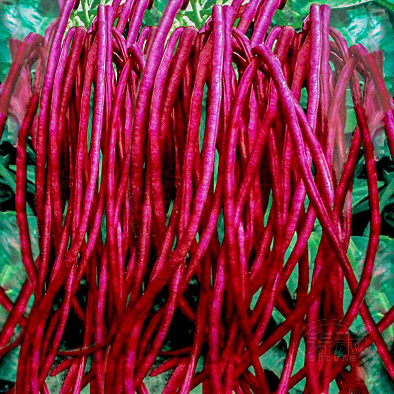 May Red Ground Red Bean Seeds Spring and Autumn Red Cowpea Seeders Plant Four Seasons Beans, Lentils, and Vegetables