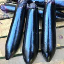 Long eggplant seed seedling Round black purple long eggplant extra large grafted eggplant seedling Four-season potted seedling Vegetable seedling
