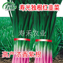Purple root leek seed Four seasons seed seed root Red root wide leaf root seedling Vegetable seedling seedling relict leaf seed Daquan