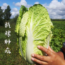Root Wang winter storage Chinese cabbage seed seed seed Shenggen No. 123 high-yield anti-root swelling type four season vegetables high disease resistance