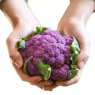 花椰菜种子苗宝塔菜有机紫色花菜菜花西兰花种子种籽西蓝花孑籽种