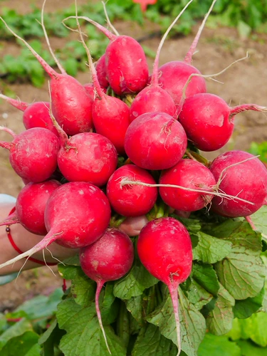 Вишневый редьки фрукты Daquan High Liking Four Seasons