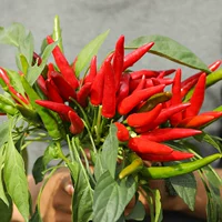 6 деревьев в кластерах саженцев перца