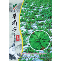 Chinese herbal medicine seeds Chinese medicine seeds Platycodon grandiflorum