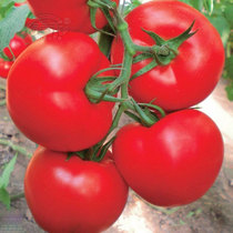 Israel red fruit tomato seeds big red pink fruit high yield hard fruit autumn and winter spring tomato seeds