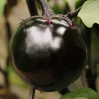 Черная пантера круглый баклажан 6