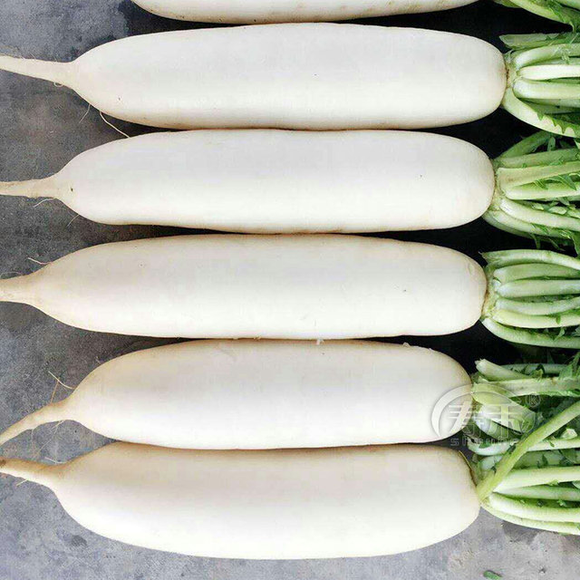 Jiujin Wang ແກ່ນ radish ຂະ​ຫນາດ​ໃຫຍ່​ພິ​ເສດ​ດູ​ໃບ​ໄມ້​ລົ່ນ​ສີ່​ລະ​ດູ​ໃບ​ໄມ້​ລົ່ນ​ເມັດ​ພືດ​ຜັກ​ສີ​ຂາວ​ຫມາກ​ໄມ້​ດູ​ໃບ​ໄມ້​ລົ່ນ​ແລະ​ລະ​ດູ​ຫນາວ​ສີ​ຂາວ