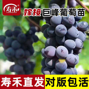 Виноград Дерево песня солнечный свет роуз Гигантский пик дамиан Крикет плодовое дерево южная северная сапфир Растение роза Саженцы