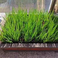 *Four Seasons Chive Seeds 1050 капсул/пакет