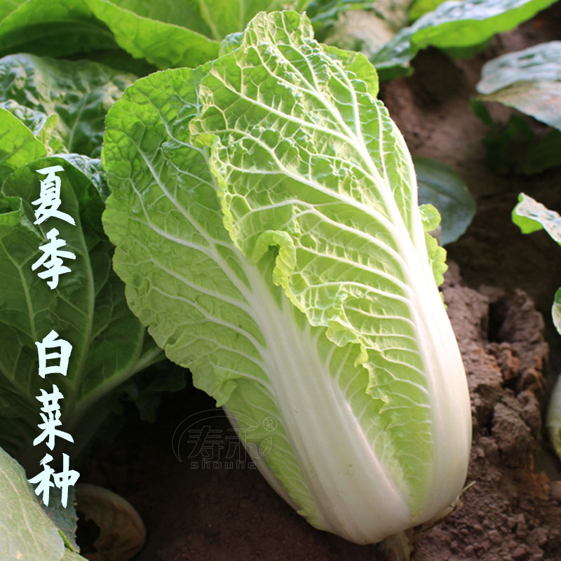 Shandong cabbage seeds, seeds, relict seeds, four seasons, Xiayang vegetables, rapeseed, yellow heart, purple seeds, autumn eggs, yellow autumn