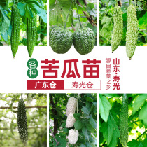 All kinds of apple bitter gourd seeds seeds seedlings Four Seasons seedlings vegetables southern varieties of vegetables melons seedlings