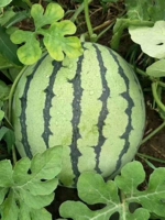 Раннее JIA 8424 Семя арбуза