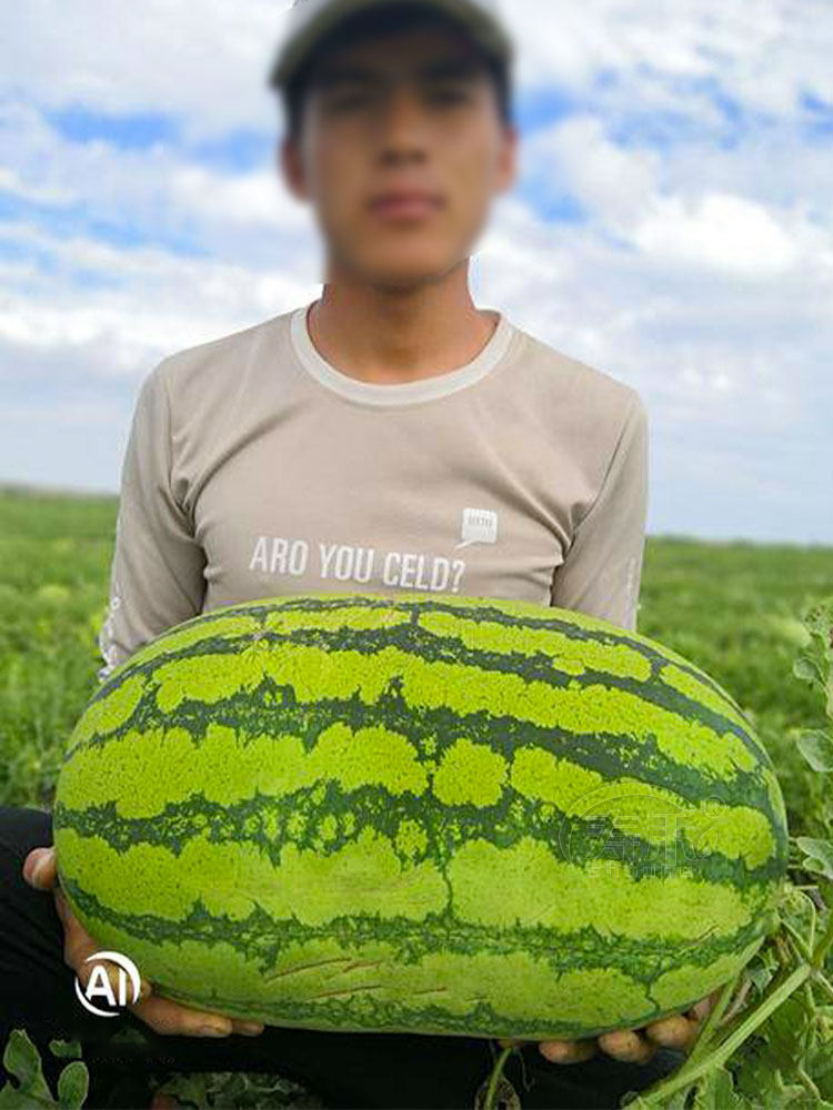 Extra large melon seed seedling Unicorn loafer high yield 8424 seedless southern seedling potted grafted young seedlings