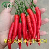 Роза красная