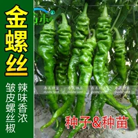 6 винтовых саженцев перца