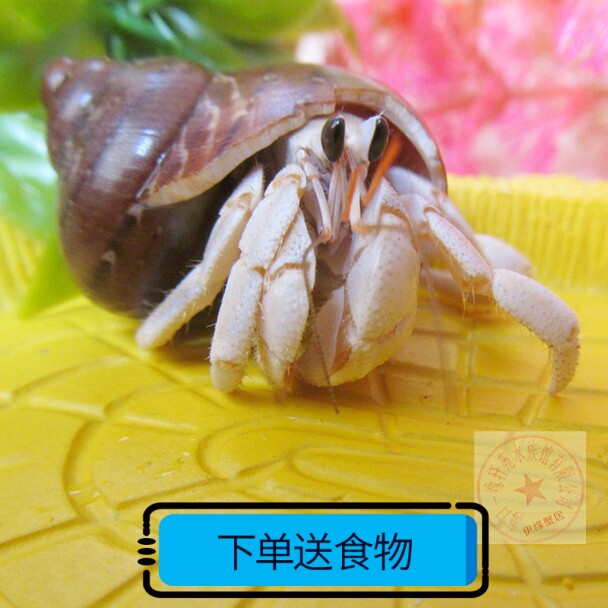 Land freshwater hermit crab live mini crab pet crab ornamental crab crawling pet micro pet 1-6cm white