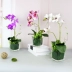 Chất lượng cao Phalaenopsis hoa nhân tạo hoa nhân tạo phòng khách bàn ăn bàn cà phê bình hoa trang trí tủ TV hoa trang trí - TV