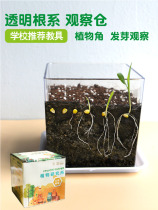 Transparent root plant plant kindergarten plant plant nursery observation of plant angle growth process diary operation