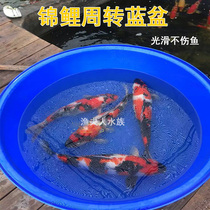 Koi Blue Basin turnover blue plastic basin ornamental fish isolation treatment pond fishing field live measurement basin temporary cultivation Basin