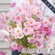 Cut flowers can be saved for planting cosmos 20 seeds cupcake mixed color domestic seeds can be potted