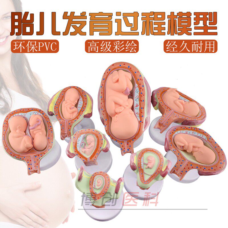 计划生育展示模型 妊娠模型 妊娠胚胎发育模型 胎儿发育模型包邮