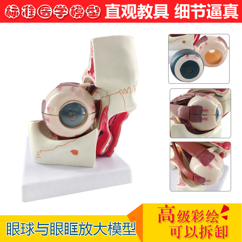 正品 眼眶模型眼球解剖结构放大模型 人体感觉器 医用眼球模型