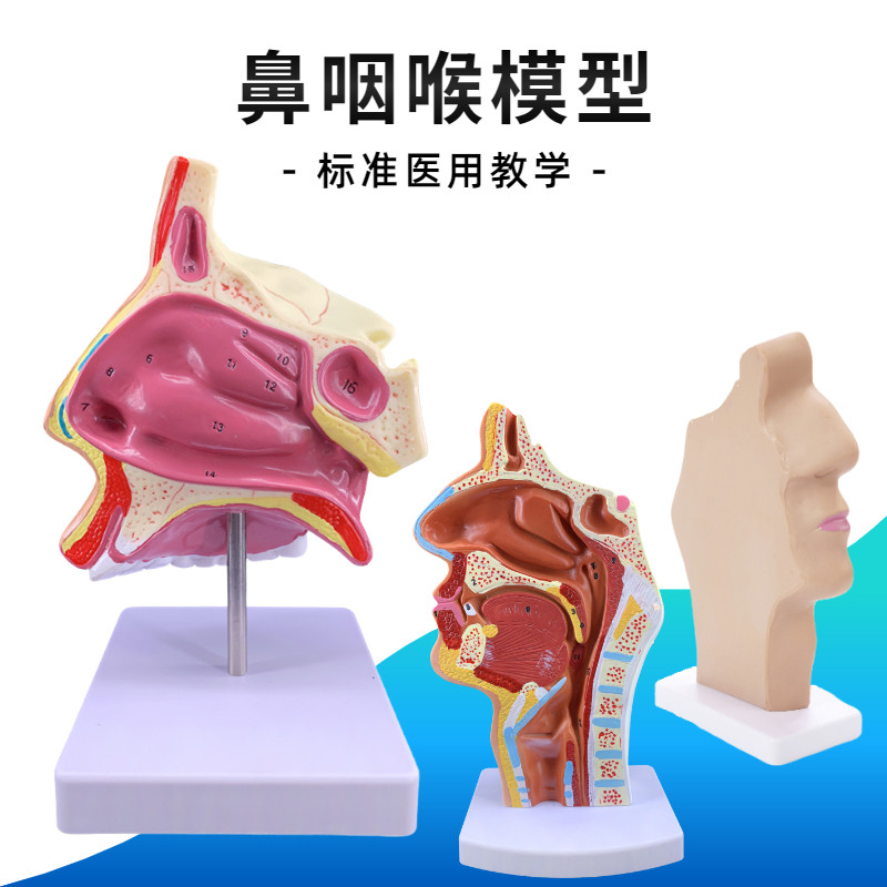 人体鼻腔解剖模型口腔鼻咽喉构造鼻子模型医院用医患沟通教学模型