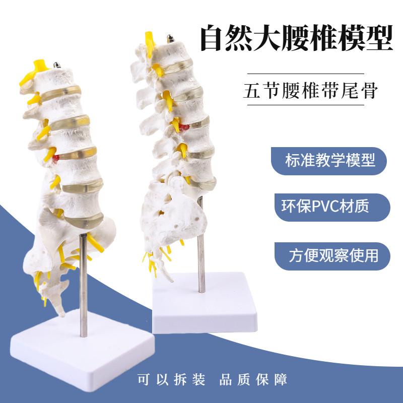 自然大五节腰椎带尾椎模型 成人腰椎带尾骨脊椎神经腰椎间盘演示