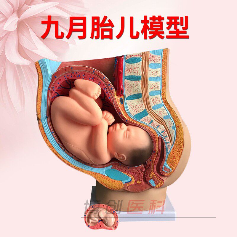 40周胎儿模型 妊娠模型 胚胎模型 女性盆腔 女性矢状解剖模具包邮