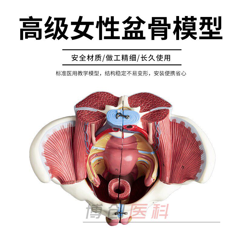 自然大1:1 高级女性盆骨附生殖器官与血管神经肌肉模型4配件包邮