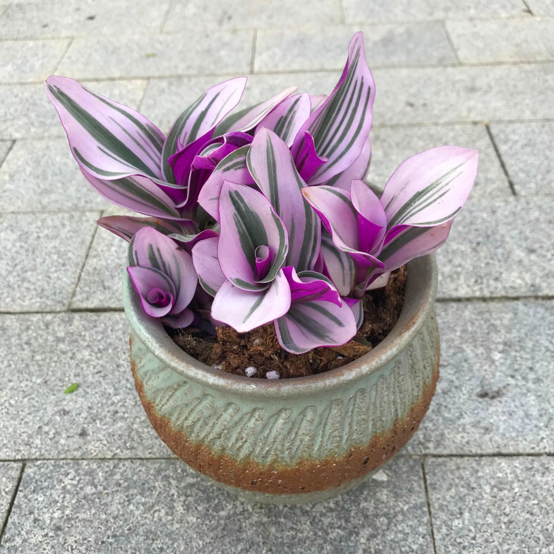 油画婚礼吊兰锦盆栽紫露草水竹草幸运竹进口植物三色露莎包邮 油画婚礼吊兰锦盆栽紫露草水竹草幸运竹进口植物三色露莎包邮