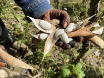 Special photo link for fresh agricultural products (refunds not supported)