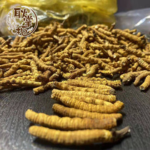 Cordyceps Tibet Naqu Guoluo 2023 New Dried Cordyceps Red Eyes Food Mid-Autumn Festival Gift