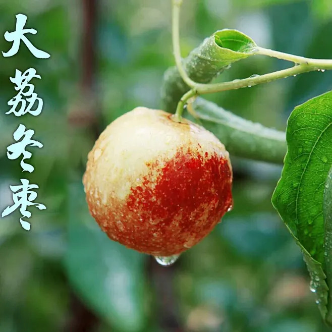冬枣状元的LOGO