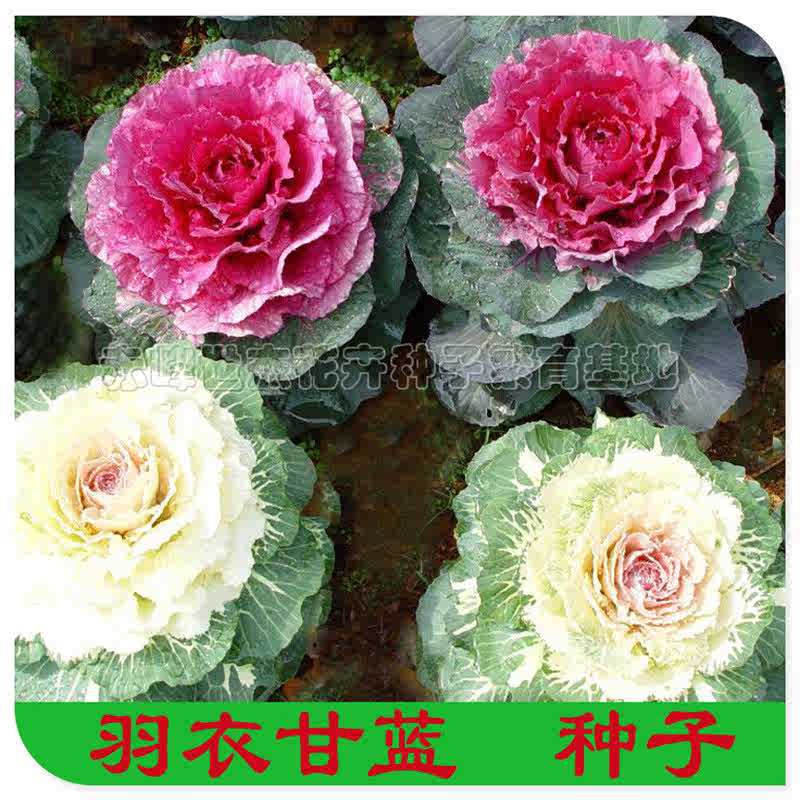 羽衣甘蓝种子观赏羽衣甘蓝进口甘蓝籽花菜杂交甘蓝